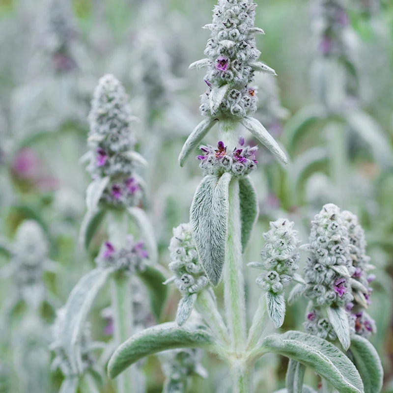 Stachys Bysantina (0,2 gr) seminte Urechea Iepurelui, planta melifera cu frunze argintii pufoase, flori roz, Toraf