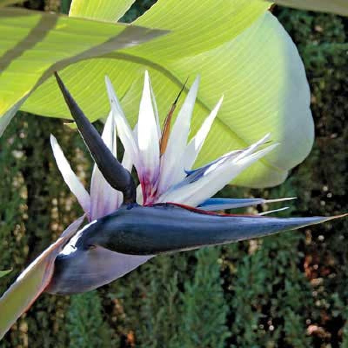 Strelitzia Nicolai (5 seminte) White Bird of Paradise - Pasarea Paradisului cu flori foarte mari, combinatie de alb, albastru si mov, Saflax