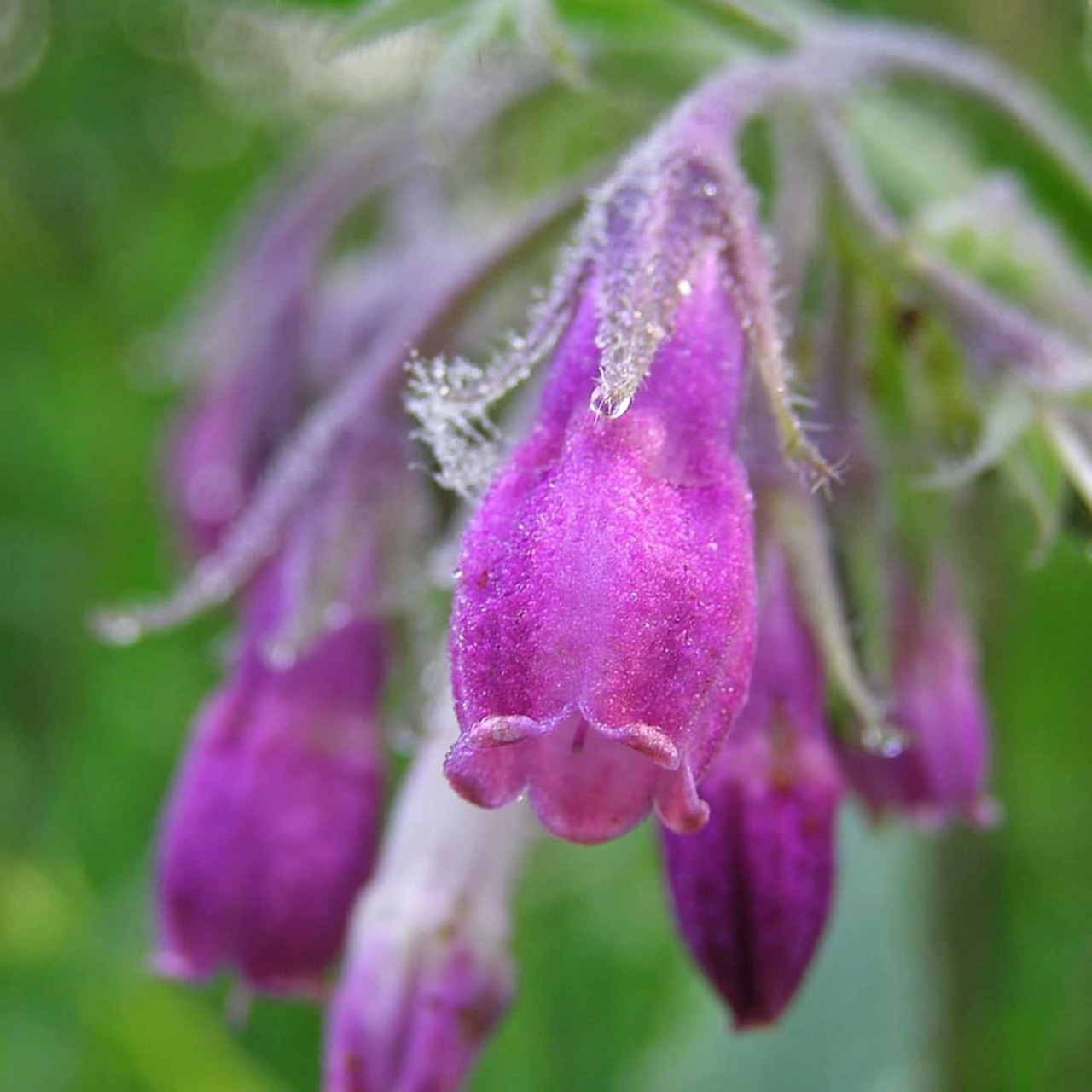 Tataneasa (15 seminte) Comfrey - Symphytum officinale, planta medicinala benefica pentru rani, inflamatii, dureri articulare, Saflax