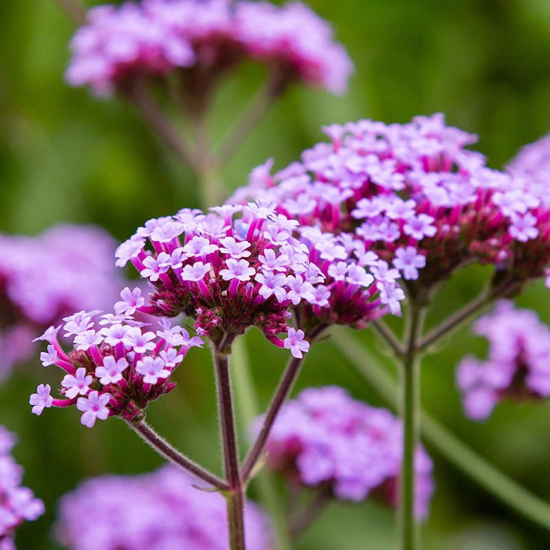 Verbena violet Buenos Aires (0.02 gr), seminte Verbena anuala inalta, flori purpurii, Seklos