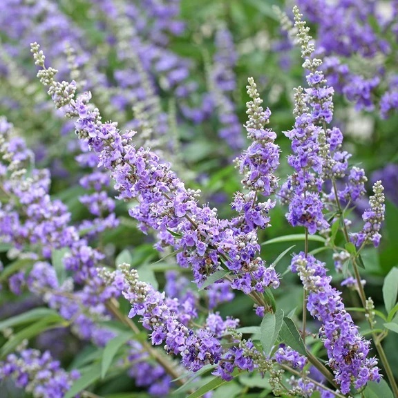 Vitex (30 seminte) Monk's Pepper - Vitex Agnus-Castus, planta medicinala pentru tulburari menstruale si digestive, Saflax