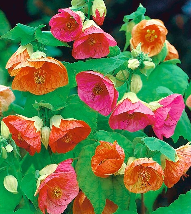 Abutilon Hybridum Mix (130 seminte) floarea artar Serie Lux, Florian