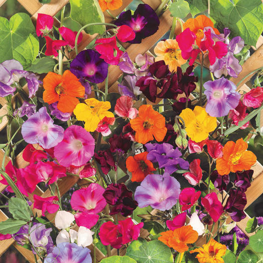 Amestec de flori anuale cataratoare (2 g), plante cu flori viu colorate, urcatoare, Opal