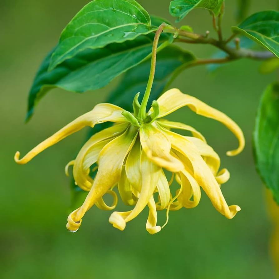 Arborele de Parfum Ylang Ylang (10 seminte) Perfume Tree Ylang Ylang - Cananga odorata, flori cu parfum celebru de iasomie, Saflax