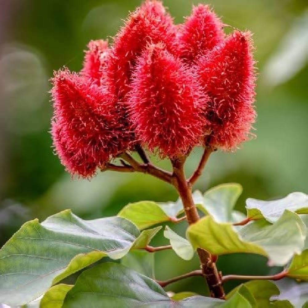 Arborele de Ruj (20 seminte) Lipstick Tree - Bixa orellena, flori si fructe decorative, Saflax