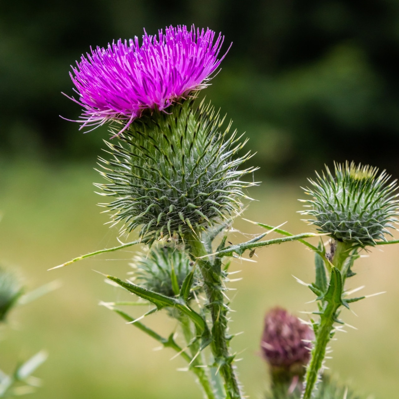 Armurariu (75 seminte) Milk Thistle - Silybum marianum, planta medicinala pentru afectiunile ficatului, Saflax