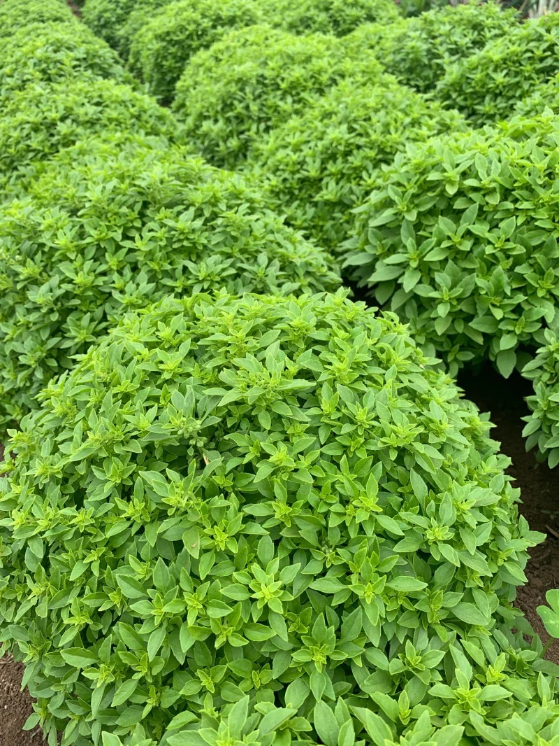 Bazylia Grecka - Busuioc Grecesc (0.5 gr) seminte busuioc aromat forma sferica, PlantiCo