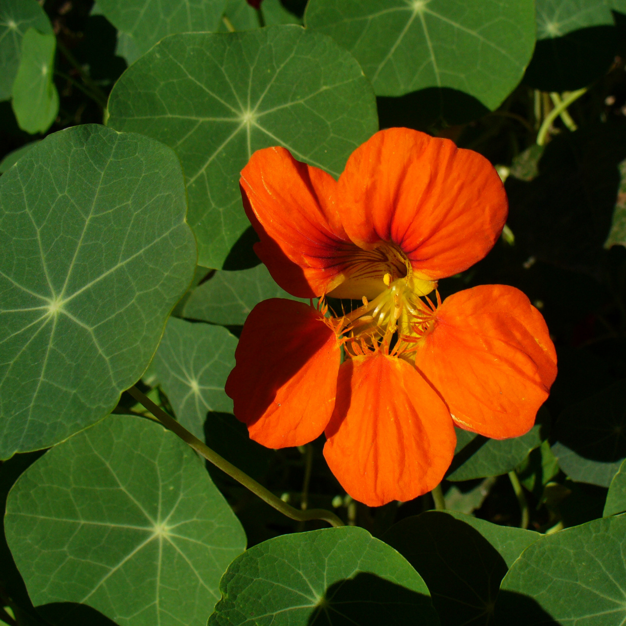 BIO Condurul Doamnei Mix (1 gr seminte) de flori Condorul Doamnei Tropaeolum Majus Nanum, Laktofol