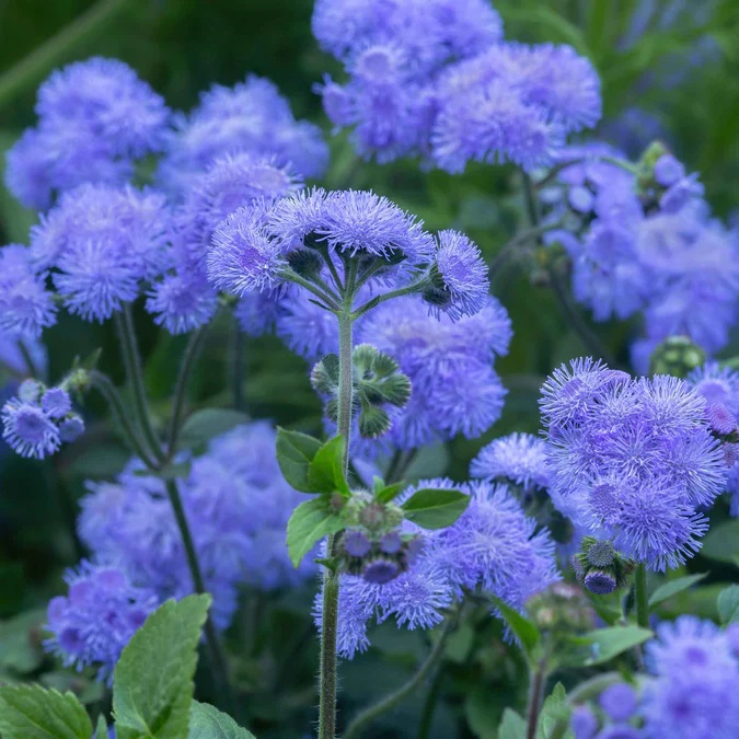 Blue Ball Flossflower (0.1 gr) Pufuleti de Gradina Ageratum, flori albastre, inflorire abundenta, Seklos