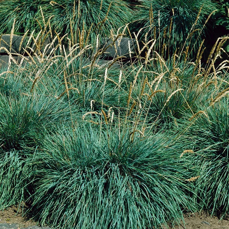 Blue Hair Grass (780 seminte) iarba decorativa frunze verzi-albastrui, Koeleria Glauca, Seklos