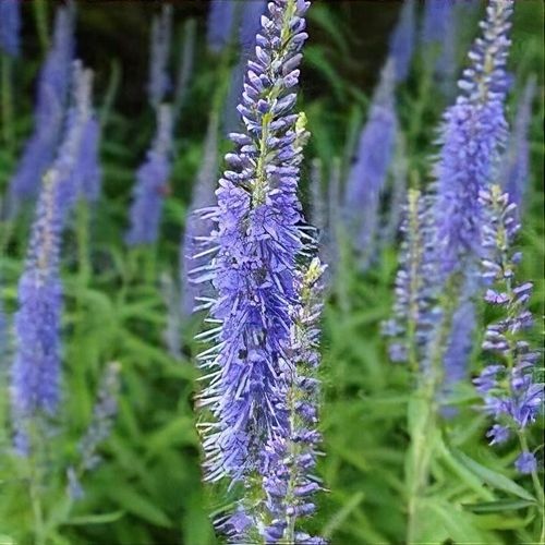Blue Shades (5000 seminte) Veronica spicata perena, flori inalte, nuante albastre, Seklos