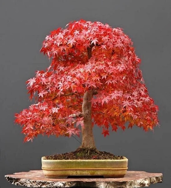 Bonsai Artar Rosu (20 seminte) Bonsai Red Maple - Acer rubrum, arbore decorativ deosebit de colorat, Saflax