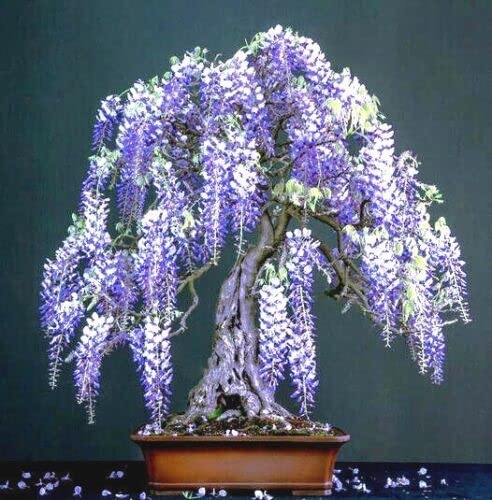 Bonsai Glicina Chinezeasca (4 seminte) Bonsai Blue Chinese Wisteria - Wisteria sinensis, planta cu flori spectaculoase, parfumate, Saflax