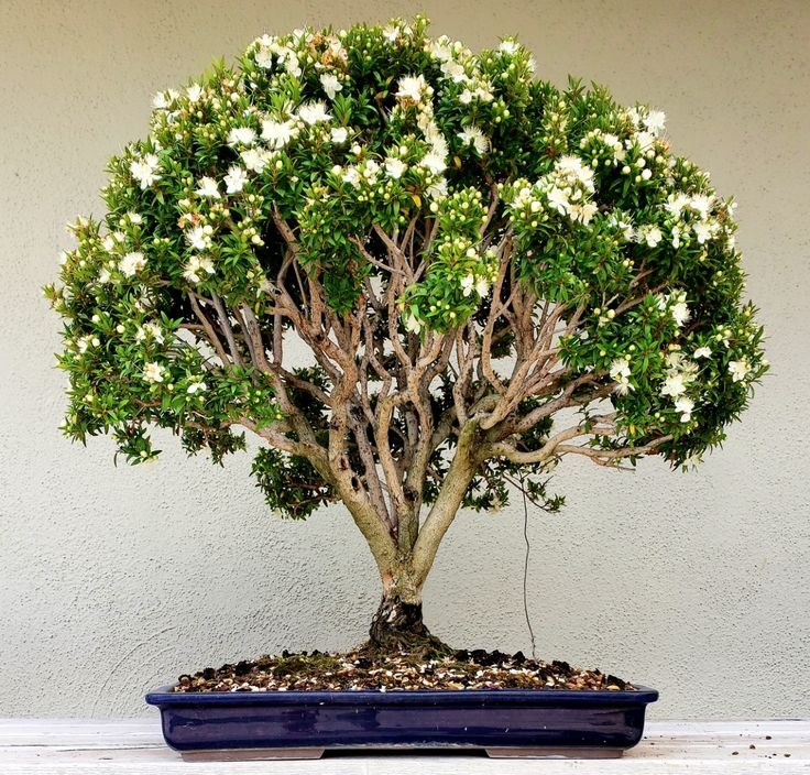 Bonsai Mirt (30 seminte) Bonsai True Myrtle - Myrtus communis, arbust cu frunze si flori parfumate, Saflax