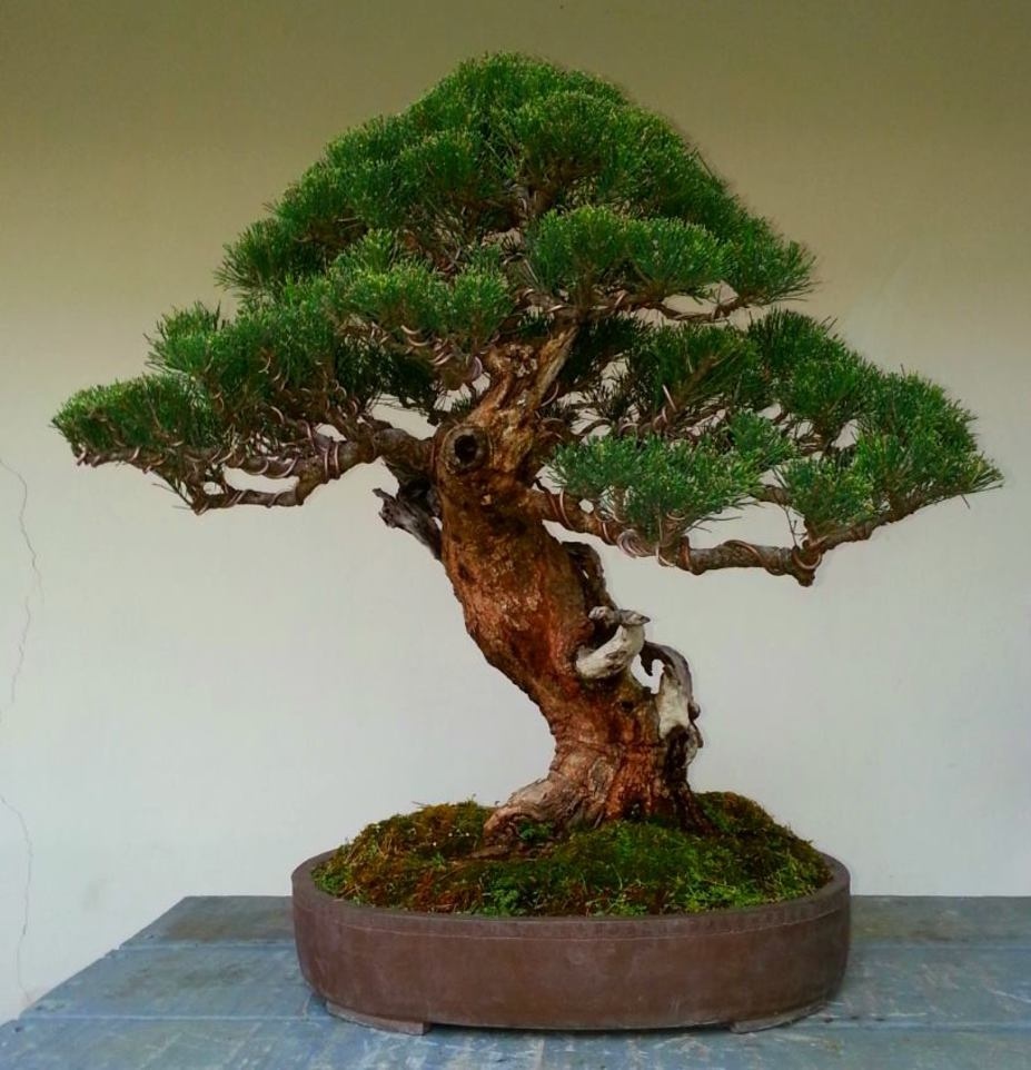 Bonsai Pin Australian (200 seminte) Bonsai Sea Ironwood - Casuarina equisetifolia, arbore vesnic verde, flori rosii decorative, Saflax