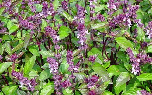 Busuioc scortisoara (325 seminte) planta medicinala aroma de scortisoara, Florian