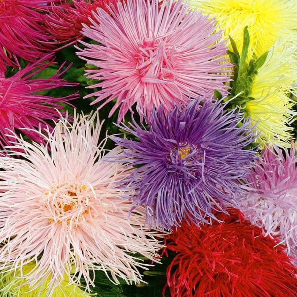 China Aster Unicum mix (450 seminte) Ochiul Boului petale ascutite, Seklos