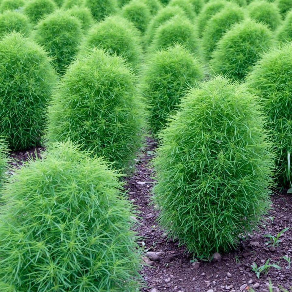 Cipru de gradina (0.3gr) seminte cipru gradina planta ornamentala verde, toamna devine rosu aprins, Agrosem