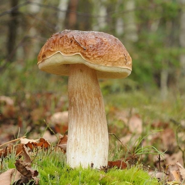 Ciuperca Boletus betulicola (10 g) miceliu de ciuperca de padure Hrib de Mesteacan, Seklos