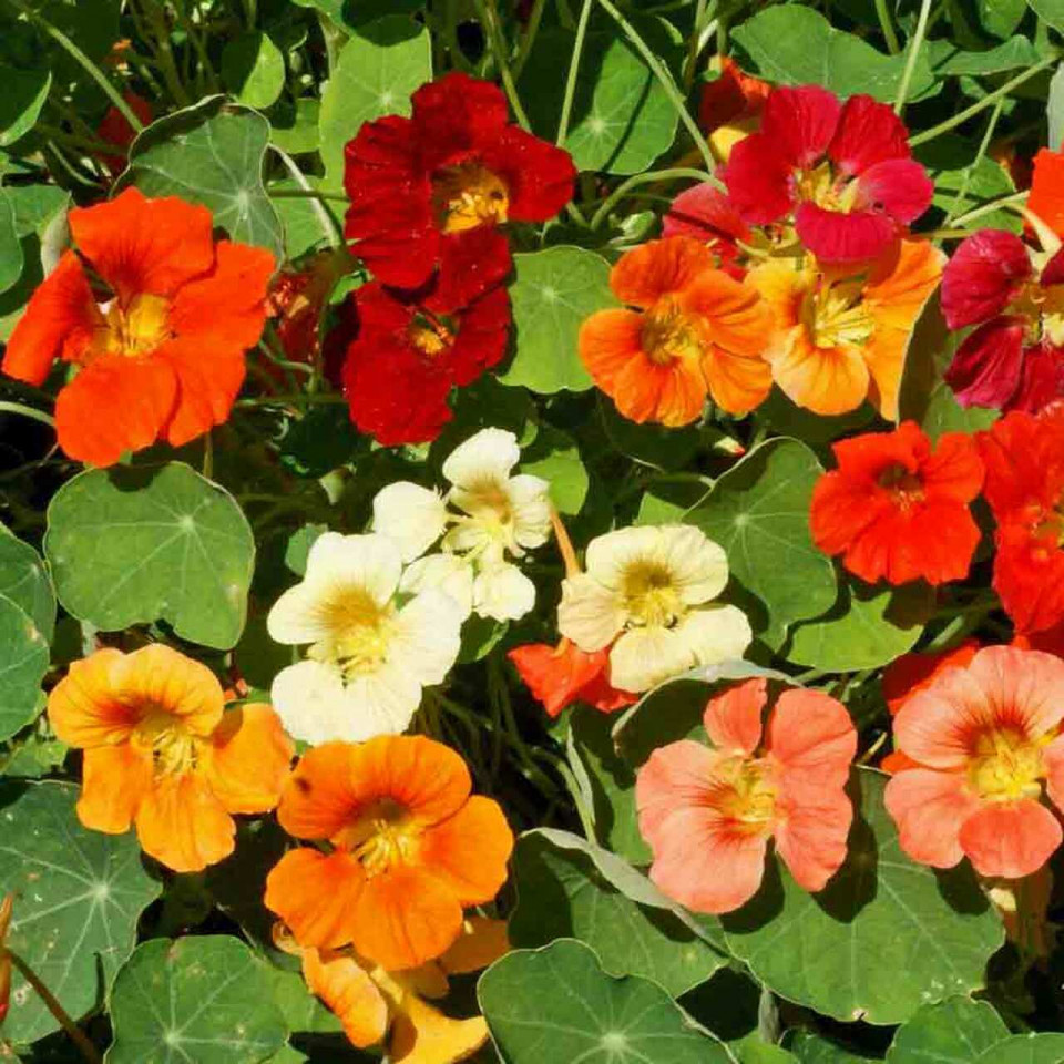Coltunasi cataratori mix (15 g) seminte de Tropaeolum majus - Condurul Doamnei diferite culori, Kertimag