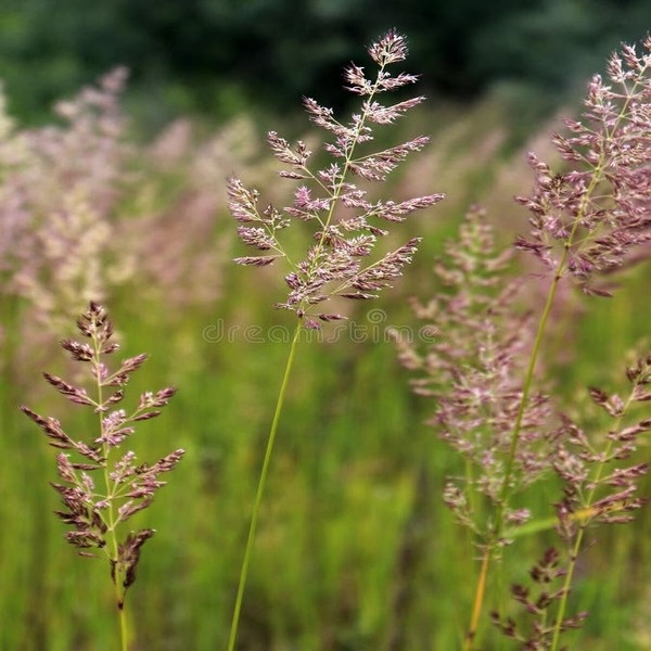 Common Bent (17000 seminte) Iarba Campului perena decorativa, pentru aranjamente florale, Seklos