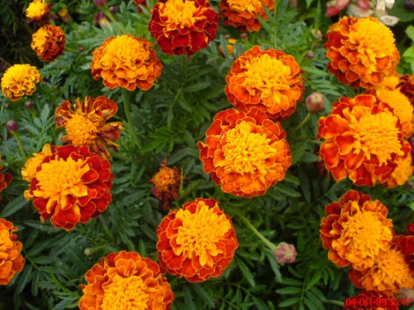 Craite pitice Carmen (0.4 gr) seminte de craite pitice (Tagetes patula nana) Agrosem