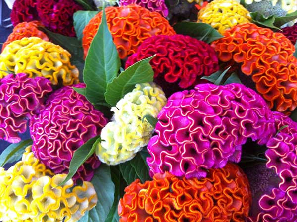 Creasta Cocosului - Celosia argentea (0,7 g), seminte de flori colorate in galben, roz, auriu, portocaliu, rosu, Opal