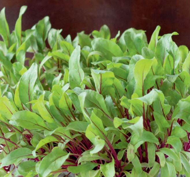 Detroit 2 (500 seminte) sfecla de salata baby leaf cu frunze mici pentru salata, Agrosel