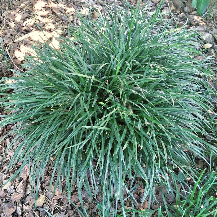 Dog's Grass (2500 seminte) Iarba Cainelui, decorativa, verde, perena, Seklos
