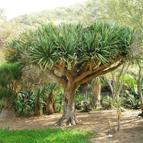 Dracena draco (5 seminte) Arbore Dragon decorativ cu viata lunga, Toraf