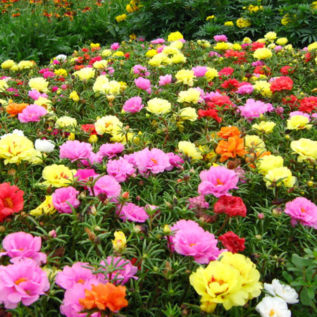 Flori de Piatra dublu mix (0,4 g) portulaca grandiflora dublu mix, Agrosel