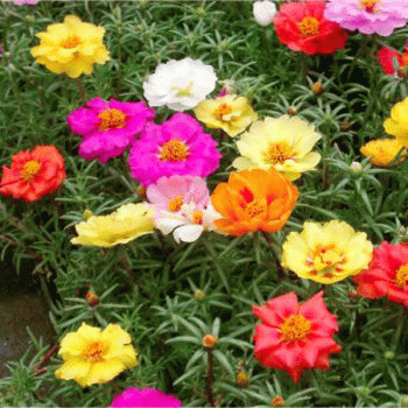 Flori de Piatra simplu mix (5000 seminte) de flori de piatra Portulaca grandiflora simplu mix, Kertimag