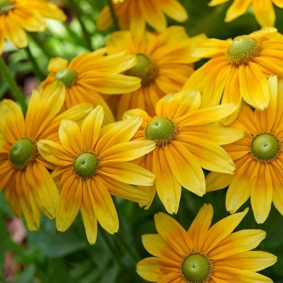 Green Eyes (0.3 gr) seminte Rudbeckia flori galbene cu centrul verde, Toraf
