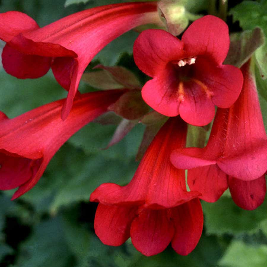 Gura leului pitica rosie (20 seminte) planta decorativa, placut mirositoare, Agrosem