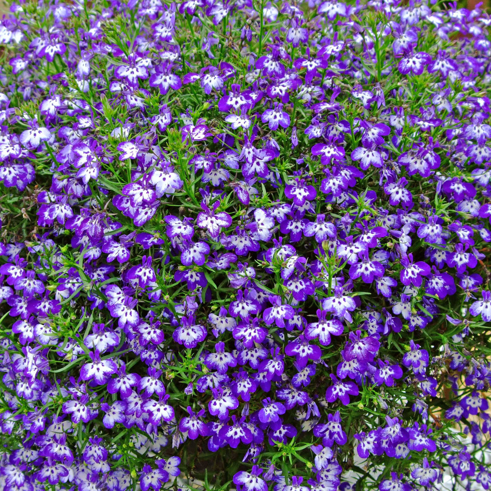 Lobelia albastra (0,3 g) flori Lobelia erinus, Agrosel