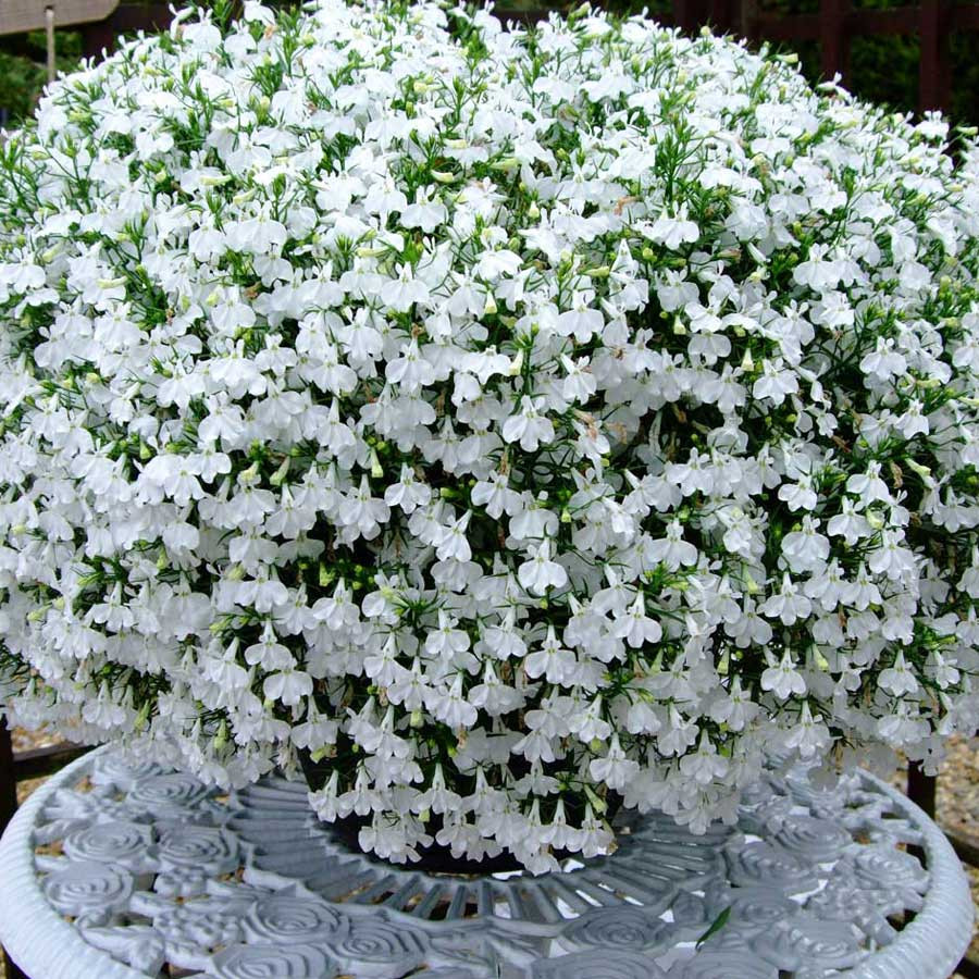 Lobelia Curgatoare alba (0.2 g) seminte flori, Opal