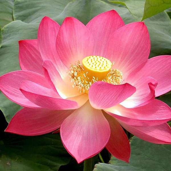 Lotus Indian (8 seminte) Sacred Indian Lotus - Nelumbo nucifera, flori mari, parfumate, Saflax
