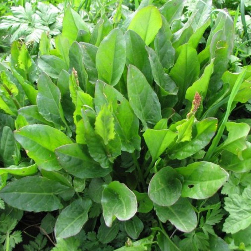 Macris Soska (25 gr) seminte Rumex acetosa rezistent la inghet, Kertimag
