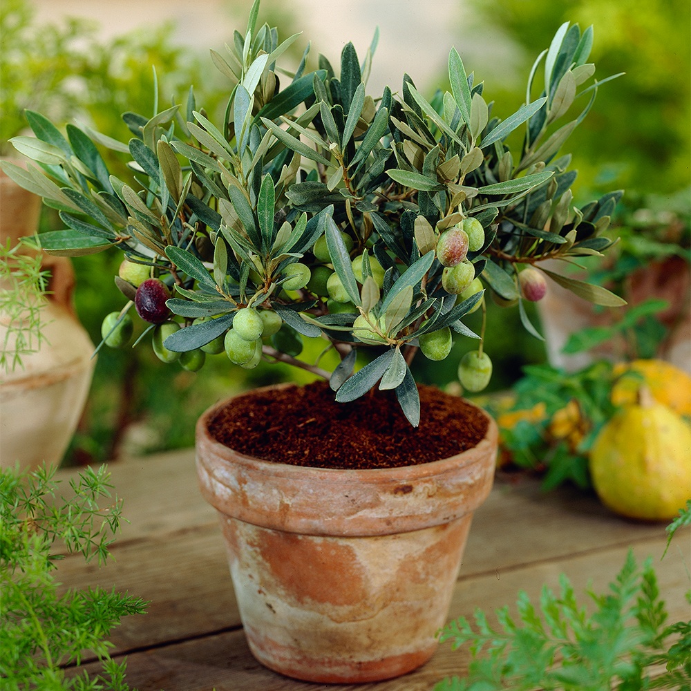 Maslin (20 seminte) Common Olive - Olea europea, arbore decorativ vesnic verde, Saflax
