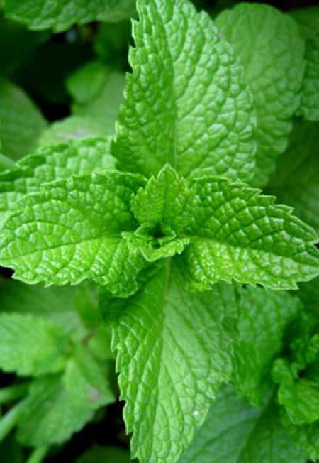 Menta dulce (800 seminte) menta aromata, racoritoare, pentru condimente si ceaiuri, Florian