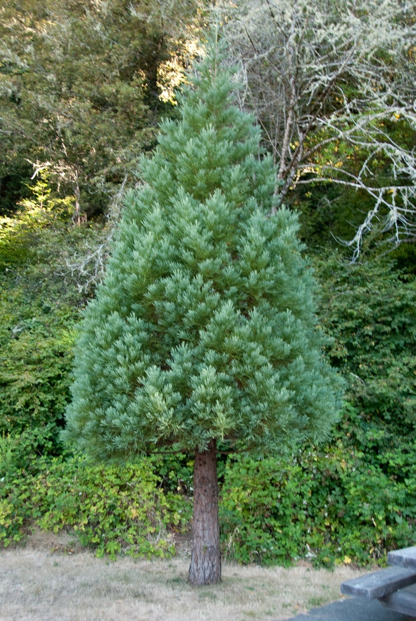 Mountain Sequoia (50 seminte) California Giant Redwood - Sequoiadendron gigantea, copac gigant, cel mai voluminos copac de pe planeta, Saflax