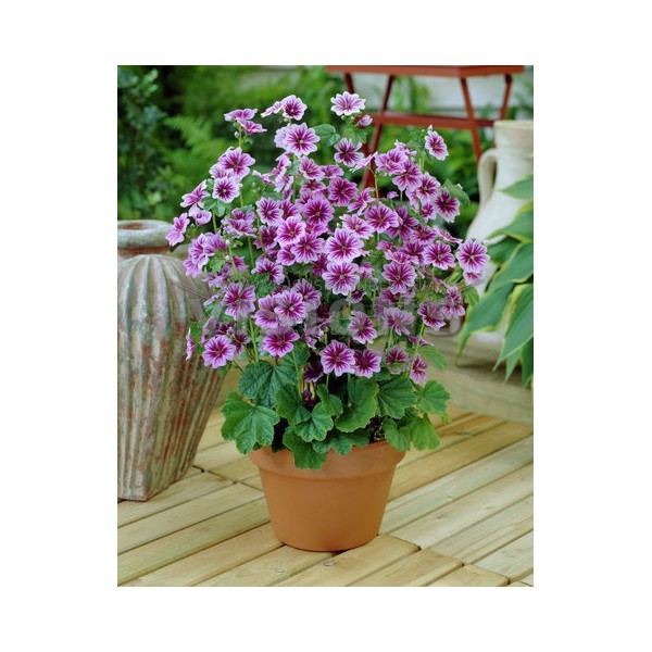 Nalba de Padure (60 seminte) flori perene culoare violet, Florian