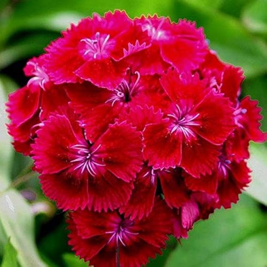 Oeschberg (900 seminte) Garofite Turcesti perene, flori violet-purpurii, frunze verde inchis, Seklos