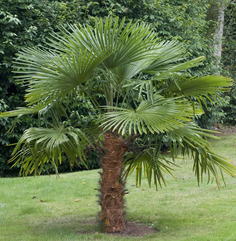 Palmier de Canepa (10 seminte) Chinese Windmill Palm - Chamaerops excelsa, foarte decorativ, rezistent la inghet, Saflax