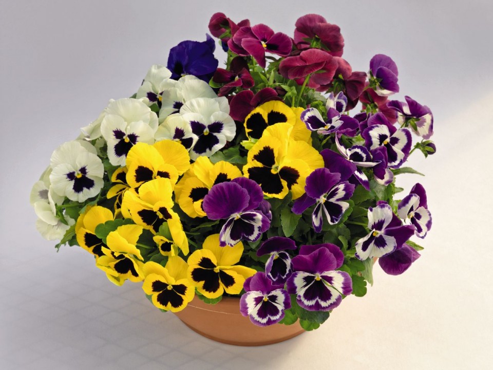 Panselute MIX - 160 sem - Seminte Flori Pansele Mixed Viola Wittrockiana de la Opal