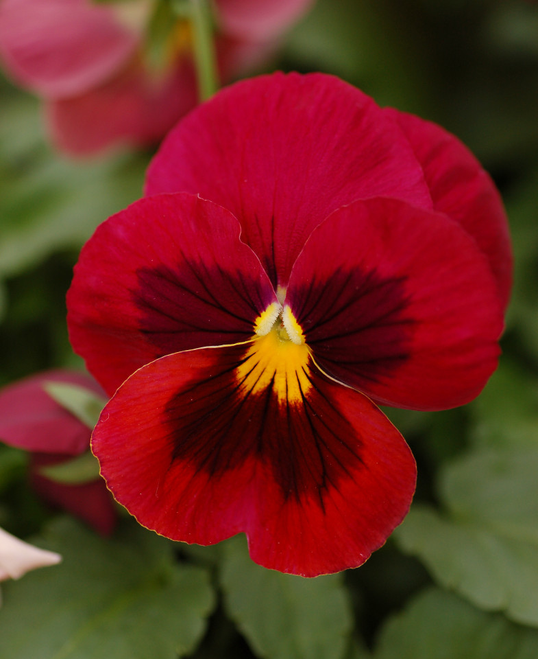Panselute rosii (80 seminte) panselute catifelate rosii, Agrosem