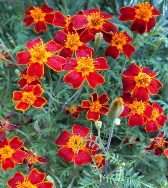Paprika (0,5 gr) seminte Craite salbatice pitice, flori rosii-caramizii cu galben, Toraf