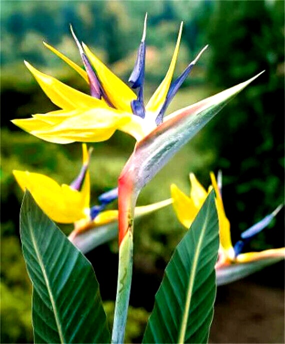 Pasarea Paradisului Galbena (4 seminte) Yellow Strelitzia Mandela's Gold - Strelitzia reginae Yellow, cea mai rara specie de Strelitzia, Saflax