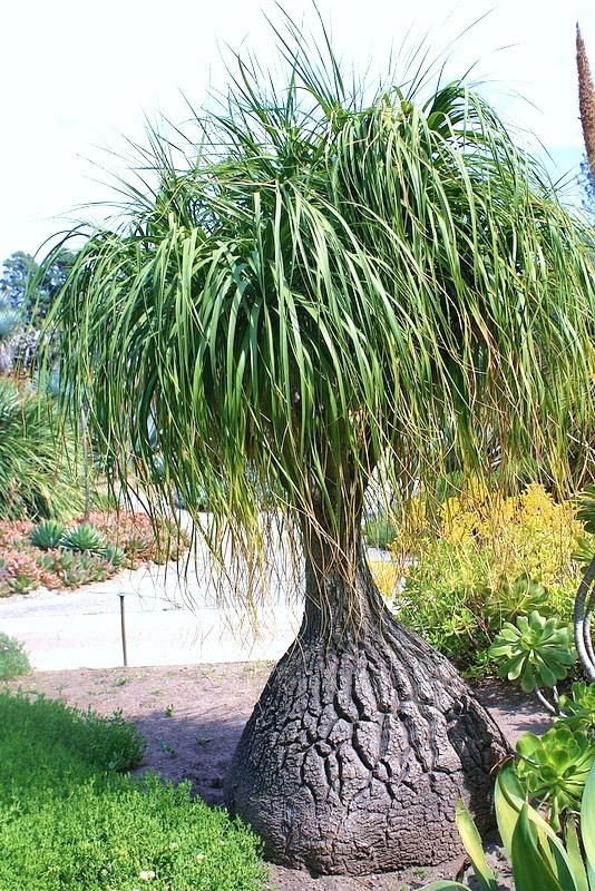 Picior de Elefant (10 seminte) Ponytail Palm - Beaucarnea recurvata, trunchi ingrosat, frunze verzi delicate, Saflax