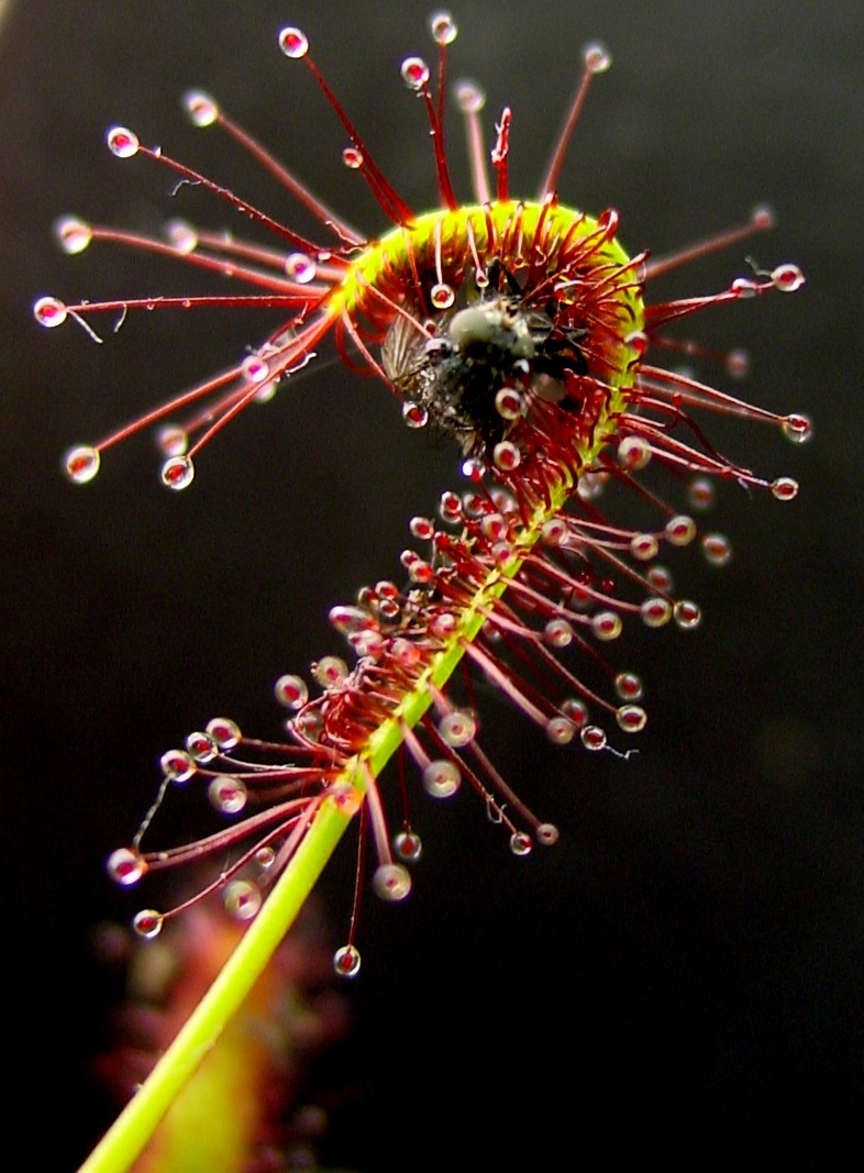 Planta Carnivora - African Sundew (10 seminte) Drosera capensis, ideala pentru atragerea mustelor de fructe, Saflax